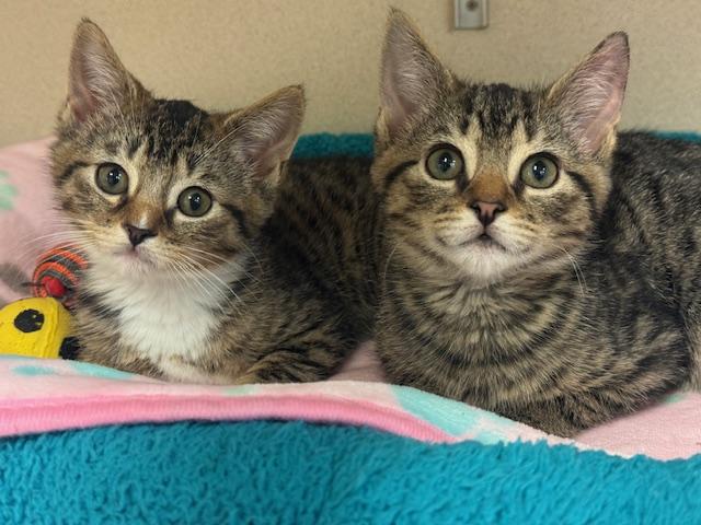 Enlarge Bunnie & Jelly, a ADOPTABLE Domestic Short Hair in Eatontown, NJ image 2/2