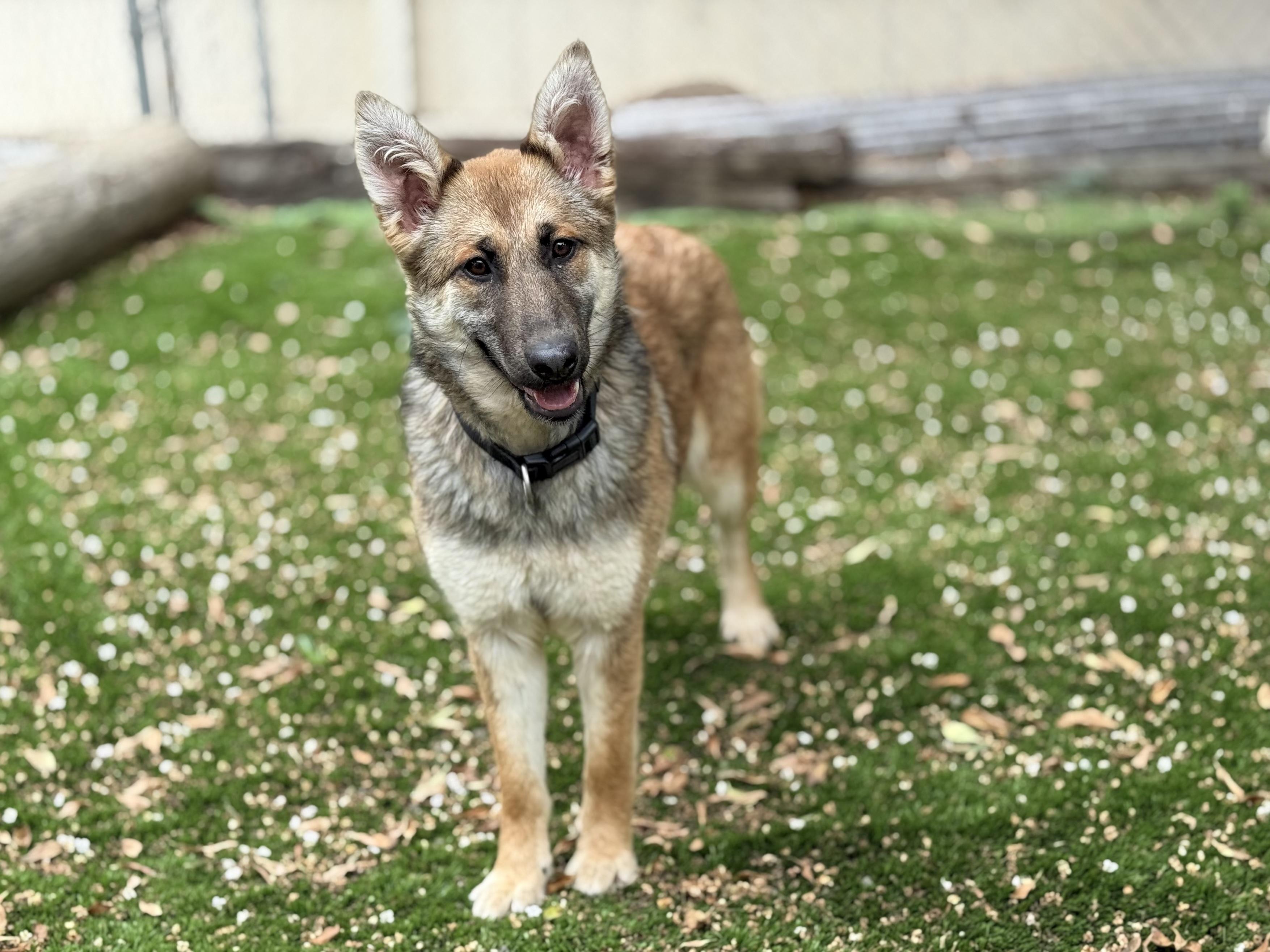 Foxxy, Adoptable, Young Female German Shepherd Dog.