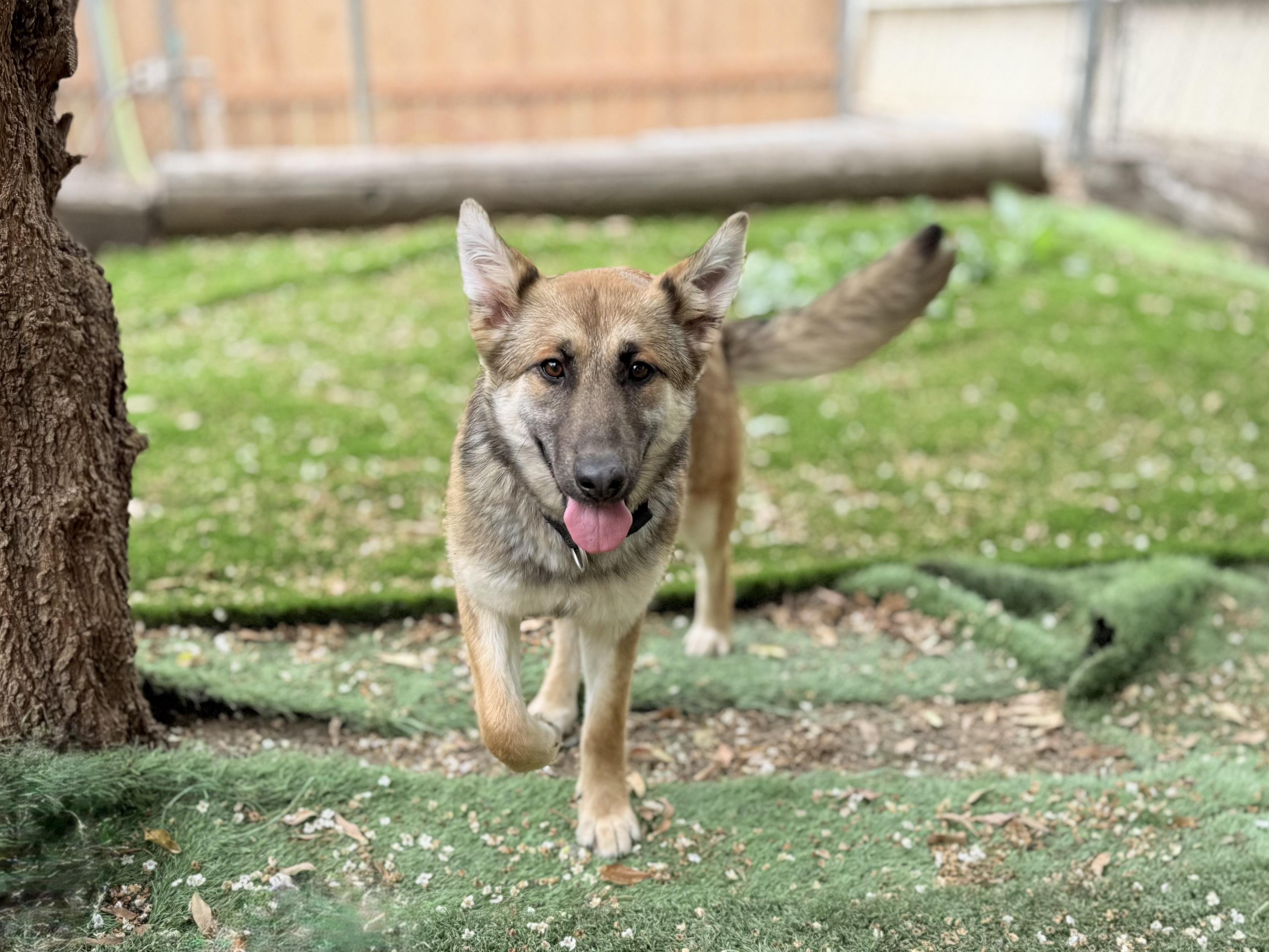 Enlarge Foxxy, a Adoptable German Shepherd Dog in San Diego, CA image 2/2