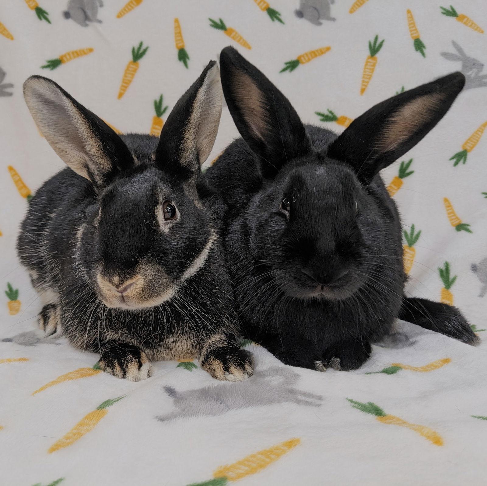 Chenille, Adoptable, Young Female American.