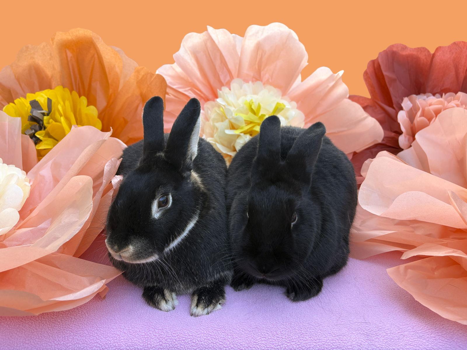 Enlarge Chenille, a Adoptable American in Antioch, CA image 3/3