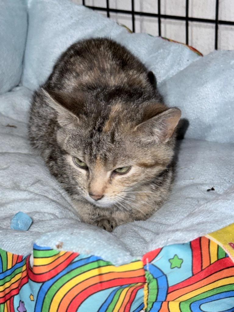 Enlarge Sassypants, a Adopted mixed breed in Shawnee, KS image 1/1