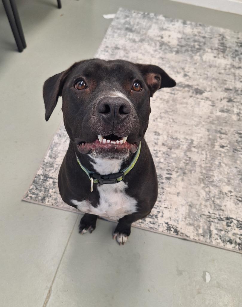 Gunner, Adoptable, Young Male Labrador Retriever & American Staffordshire Terrier.