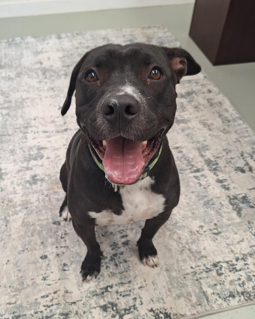 Enlarge Gunner, a Adoptable mixed breed in Noble, OK image 2/3