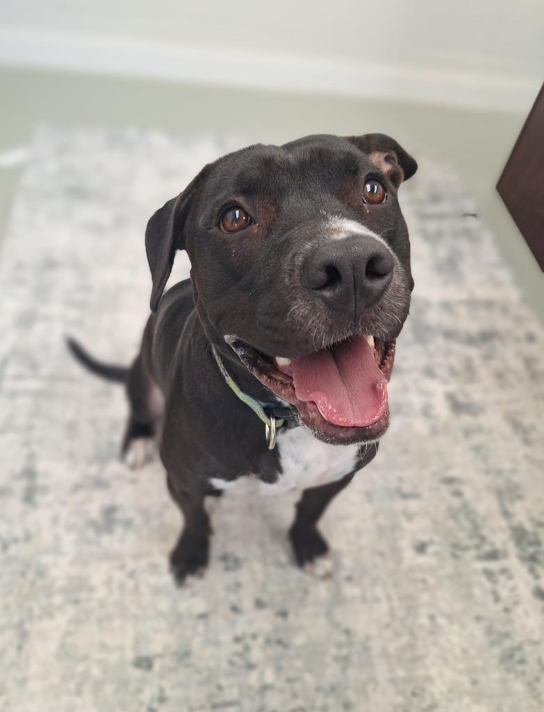 Enlarge Gunner, a Adoptable mixed breed in Noble, OK image 3/3