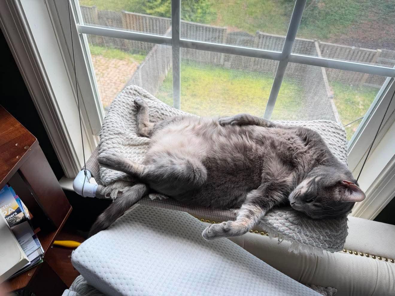 Enlarge Chris, a ADOPTABLE Domestic Short Hair in Mechanicsville, MD image 2/4