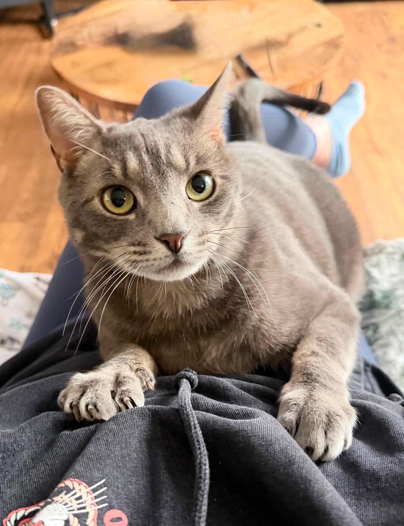 Chris, ADOPTABLE, Adult Male Domestic Short Hair.