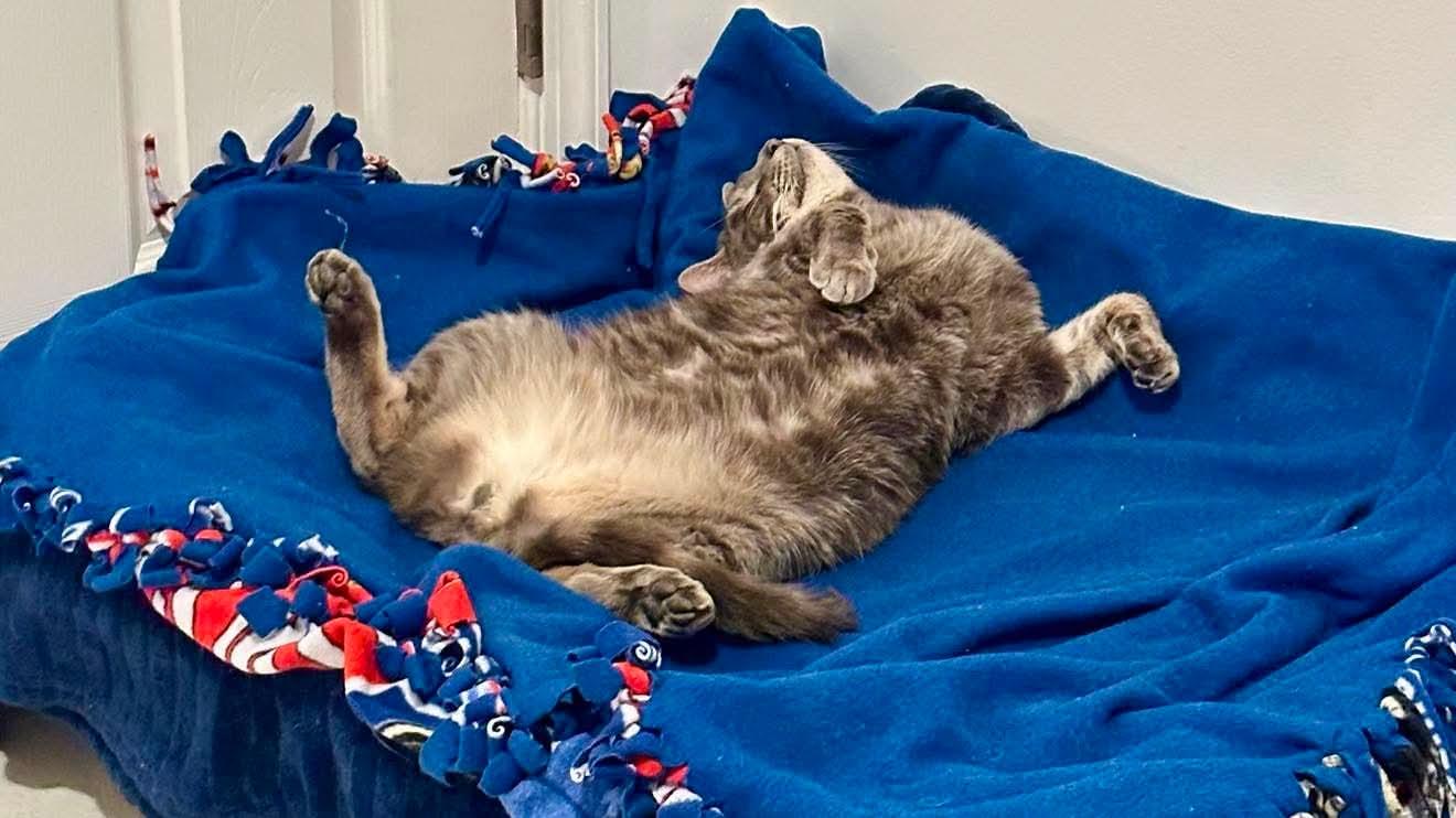 Enlarge Chris, a ADOPTABLE Domestic Short Hair in Mechanicsville, MD image 4/4