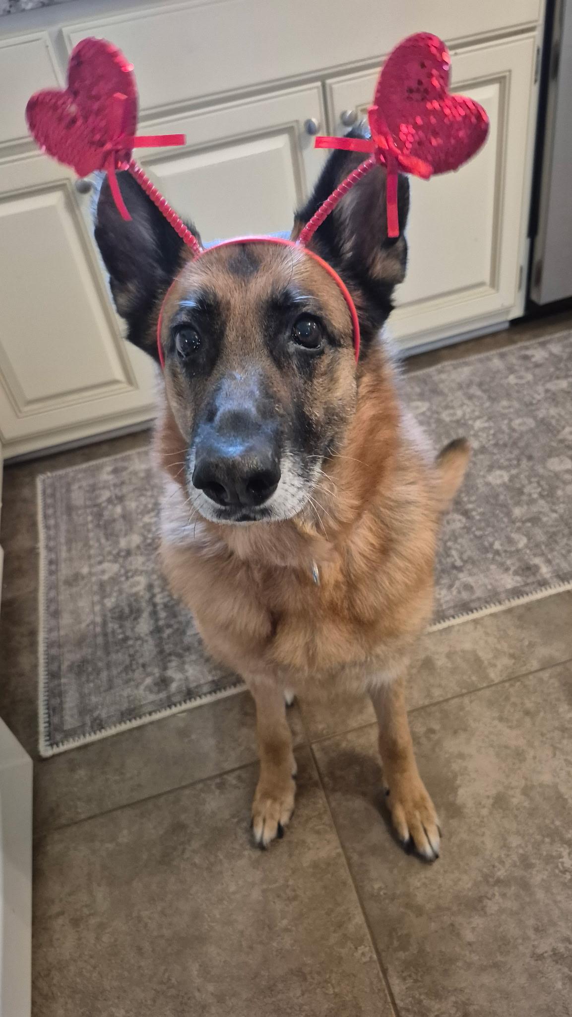 Ash, ADOPTABLE, Adult Female German Shepherd Dog.
