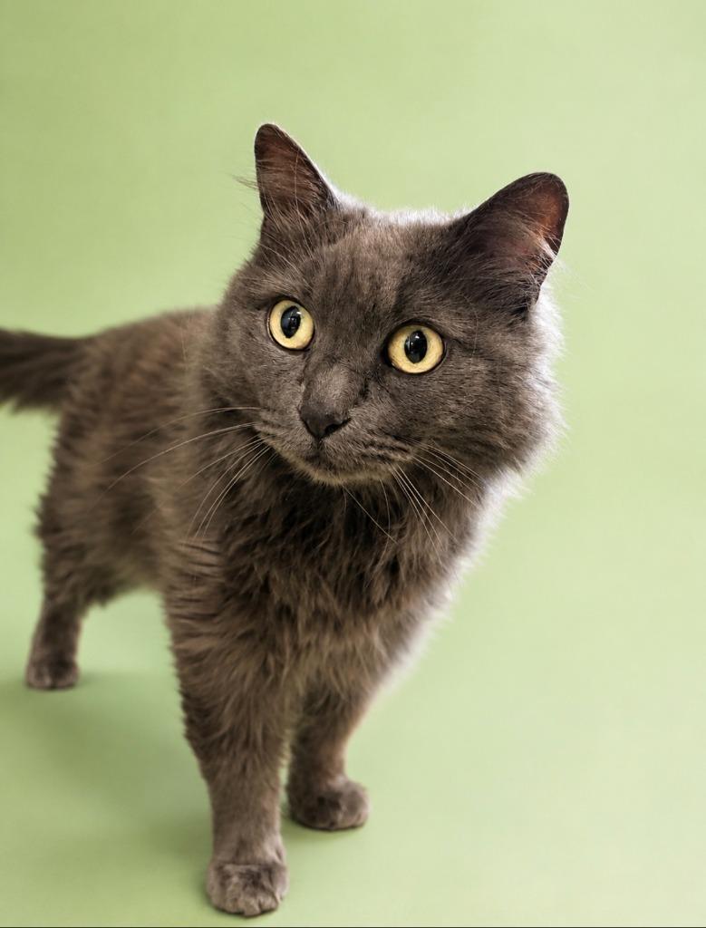 Lavender, Adoptable, Young Female Domestic Long Hair.