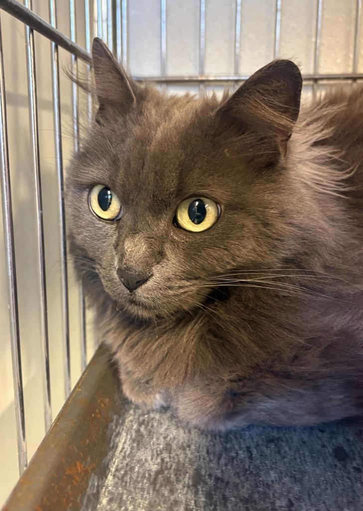 Enlarge Lavender, a Adoptable mixed breed in Rock Springs, WY image 2/2