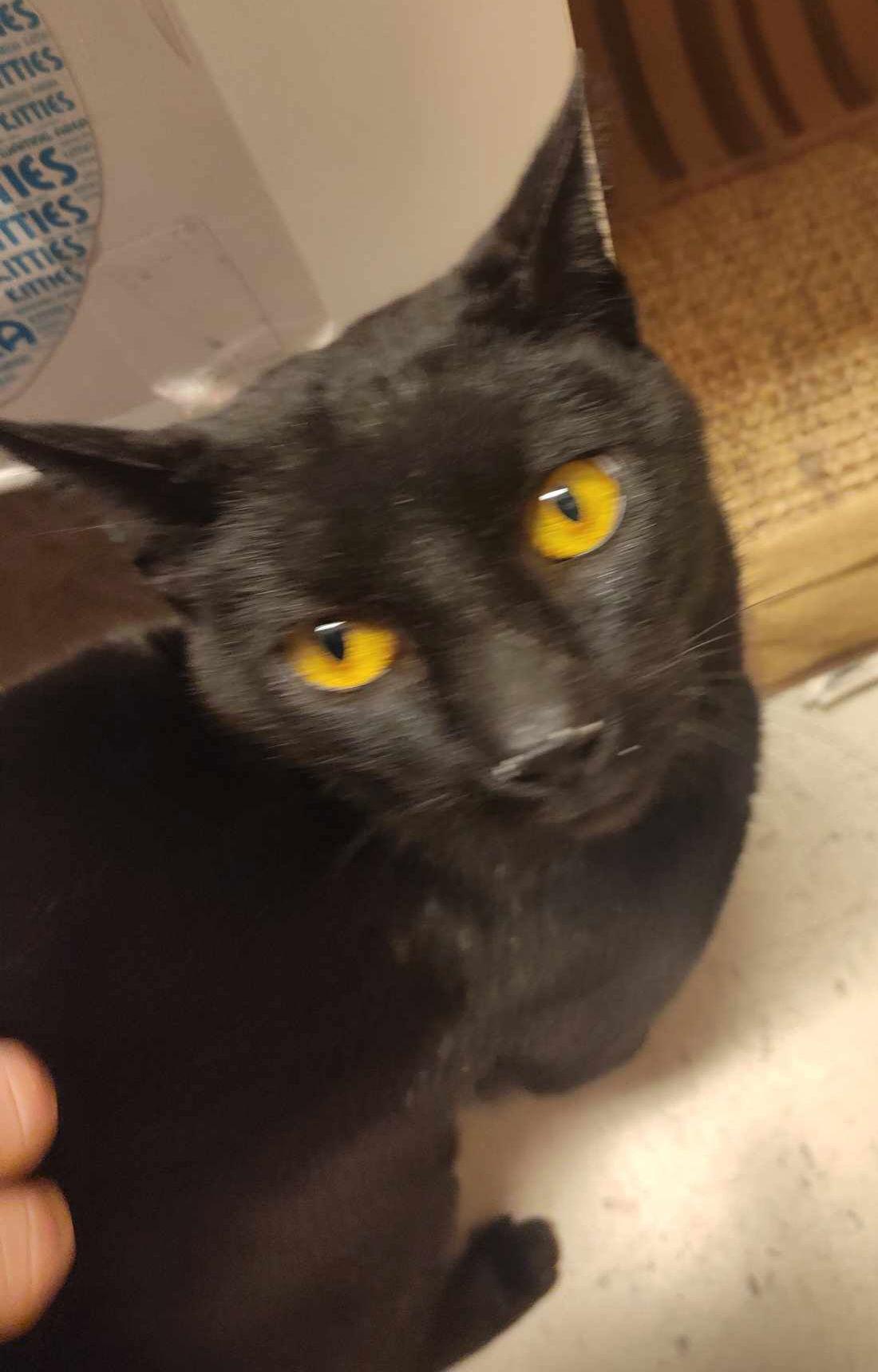 Jalen, a Adopted Domestic Short Hair in Trexlertown, PA image 1/3