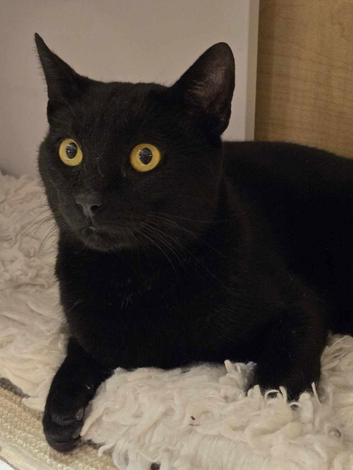 Jalen, Adopted, Adult Male Domestic Short Hair.