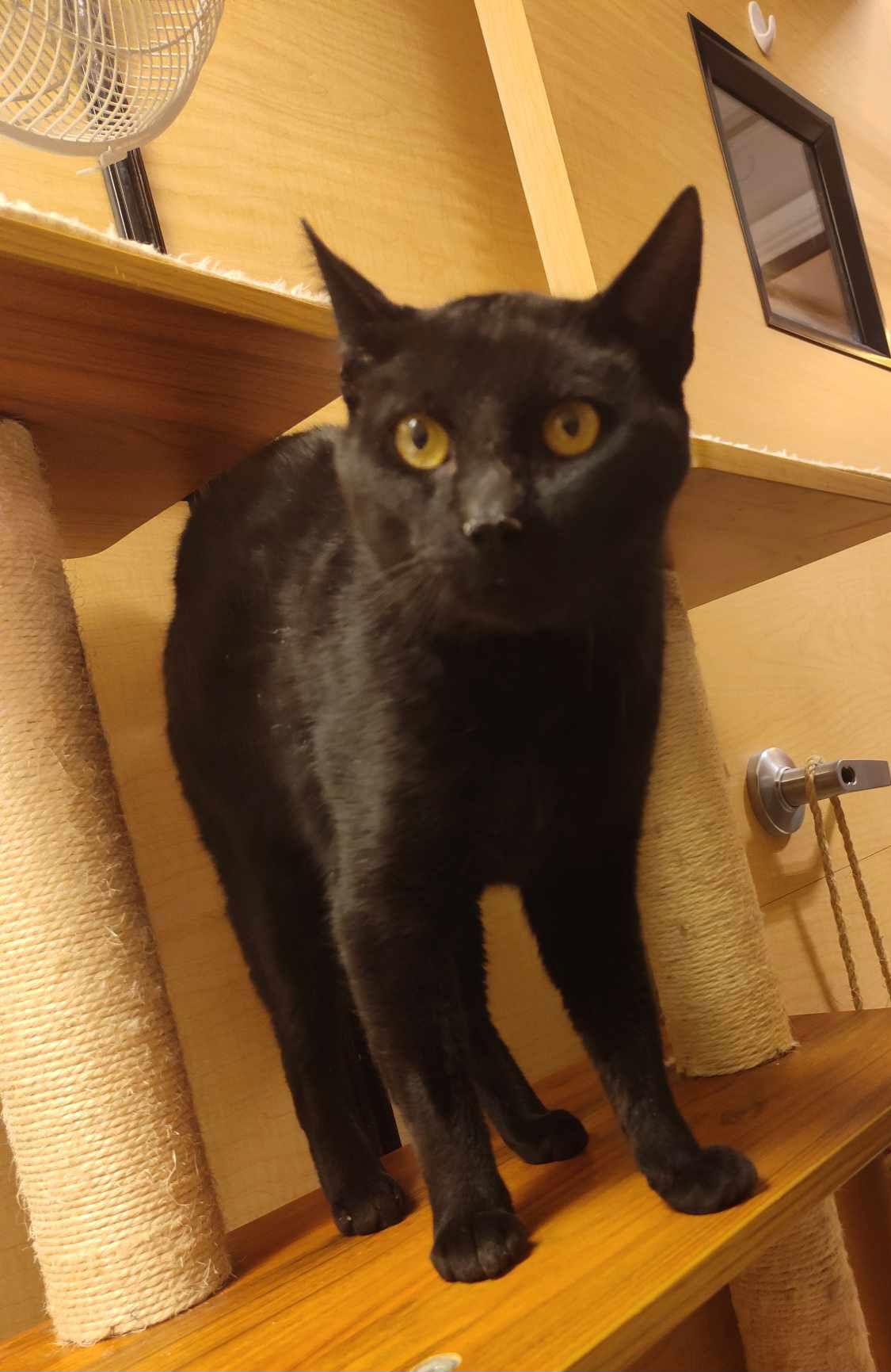 Jalen, a Adopted Domestic Short Hair in Trexlertown, PA image 3/3