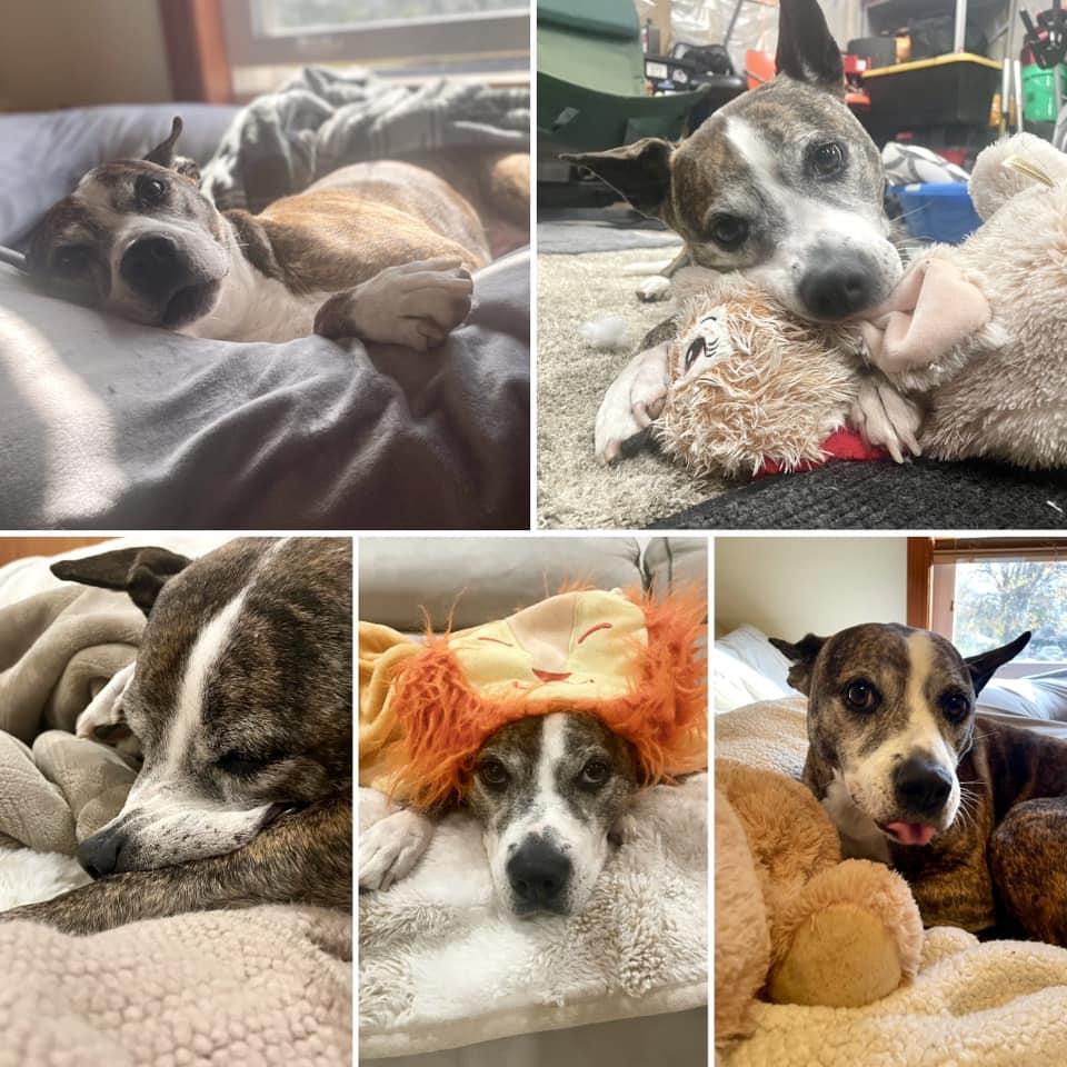 Enlarge Nana, a Adoptable mixed breed in Watertown, WI image 1/6