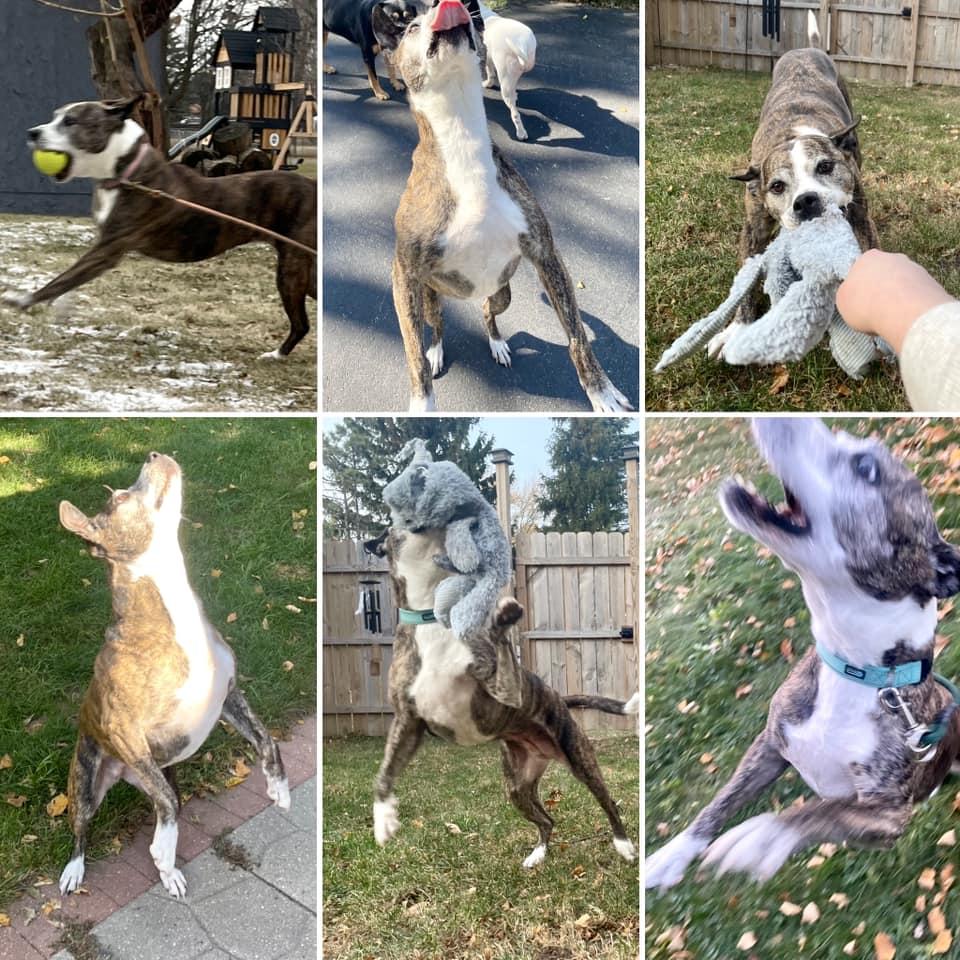 Enlarge Nana, a Adoptable mixed breed in Watertown, WI image 6/6