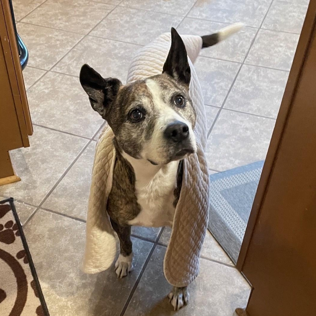 Enlarge Nana, a Adoptable mixed breed in Watertown, WI image 4/6