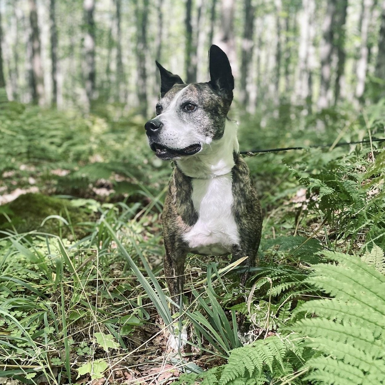 Enlarge Nana, a Adoptable mixed breed in Watertown, WI image 3/6