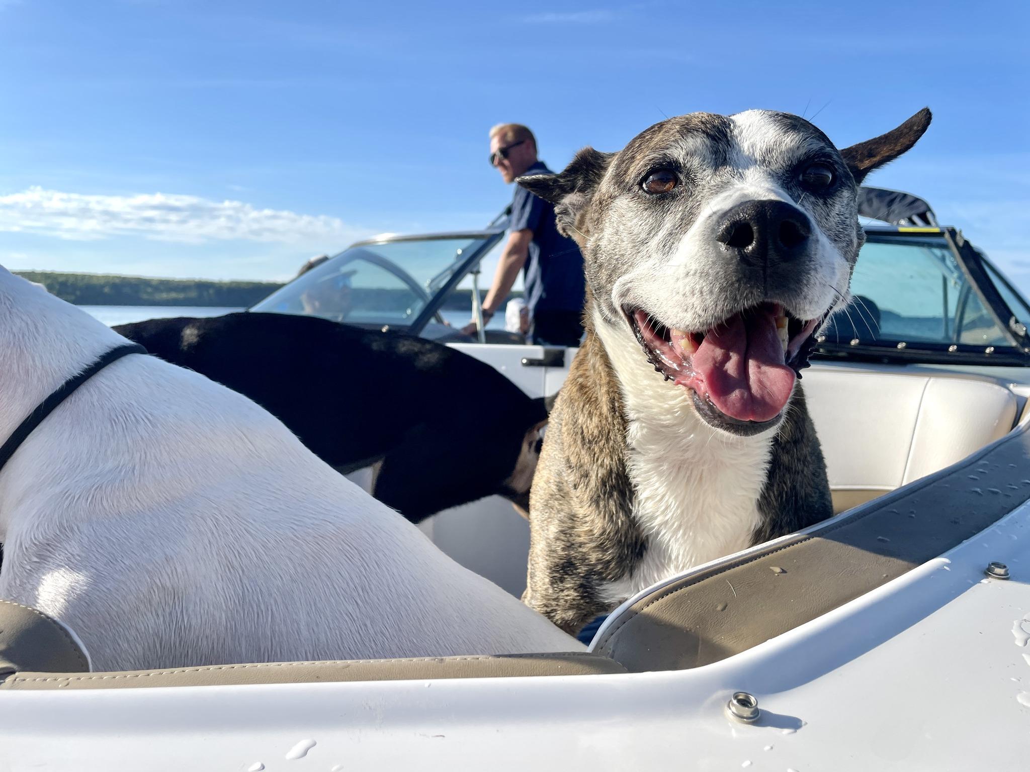 Enlarge Nana, a Adoptable mixed breed in Watertown, WI image 5/6