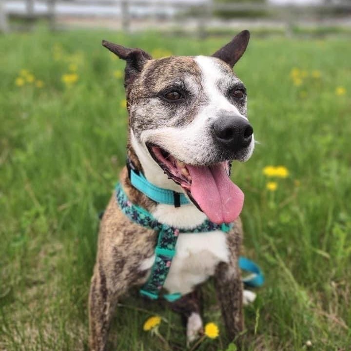 Enlarge Nana, a Adoptable mixed breed in Watertown, WI image 2/6