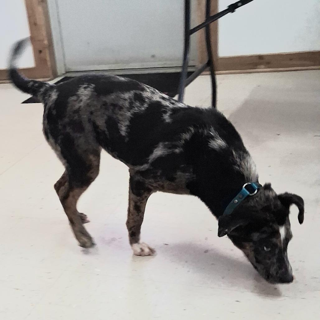 Buttermilk, Adoptable, Adult Female Sheep Dog & Mixed Breed.