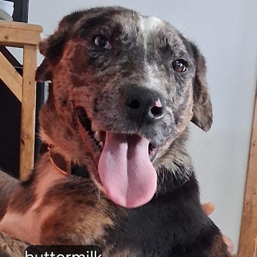 Enlarge Buttermilk, a Adoptable mixed breed in Sylvania, GA image 2/2