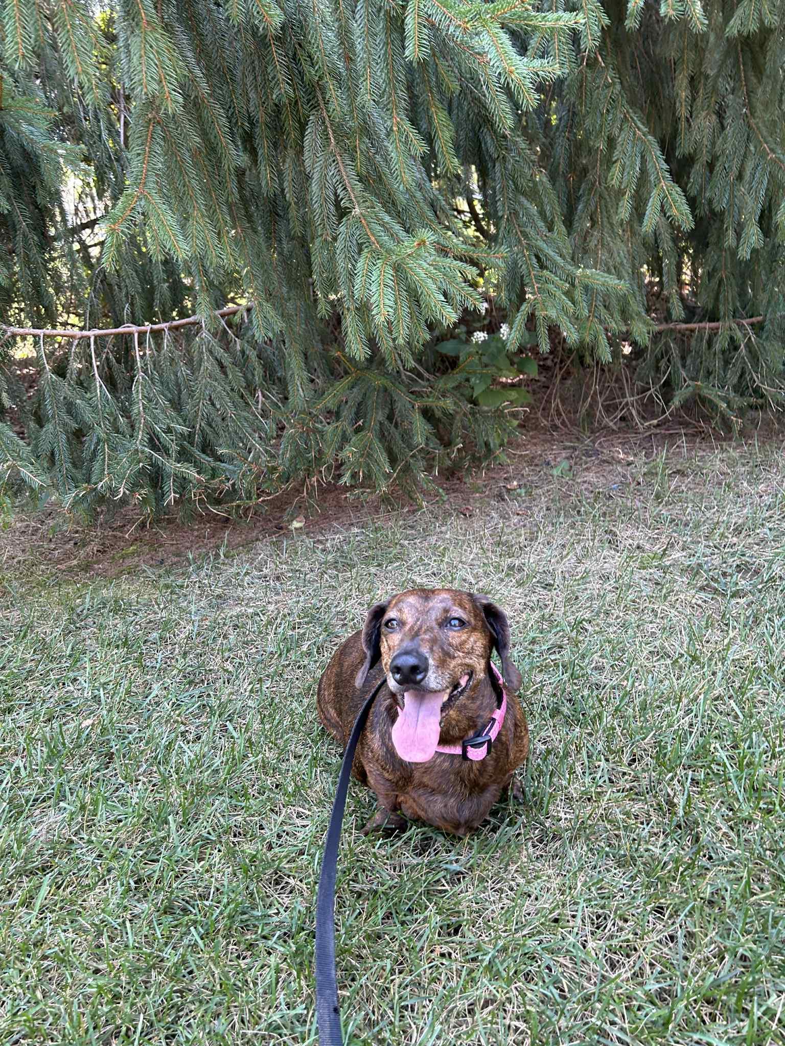 LOWRIDER DAISY