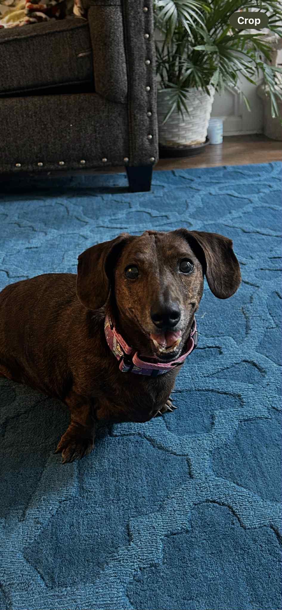 LOWRIDER DAISY