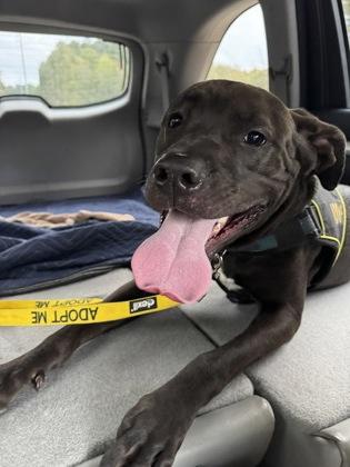 Truce, Adoptable, Adult Male Mixed Breed & Mixed Breed.