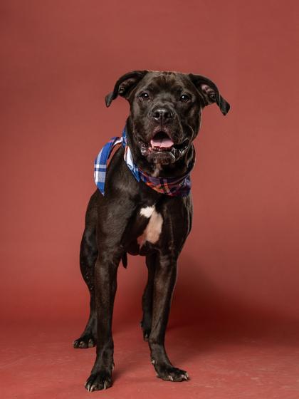 Enlarge Truce, a Adoptable Mixed Breed in Atlanta, GA image 2/3