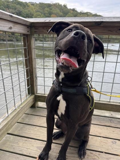 Enlarge Truce, a Adoptable Mixed Breed in Atlanta, GA image 2/3