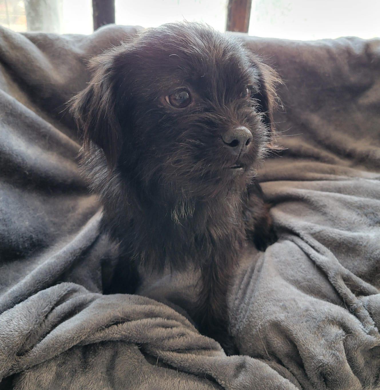 Enlarge Lala, an adopted mixed breed in Sherwood, OR image 6/6