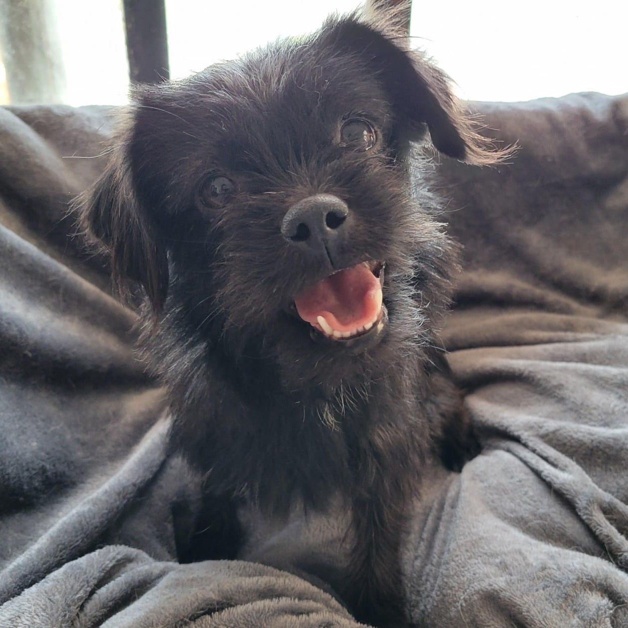 Enlarge Lala, an adopted mixed breed in Sherwood, OR image 3/6