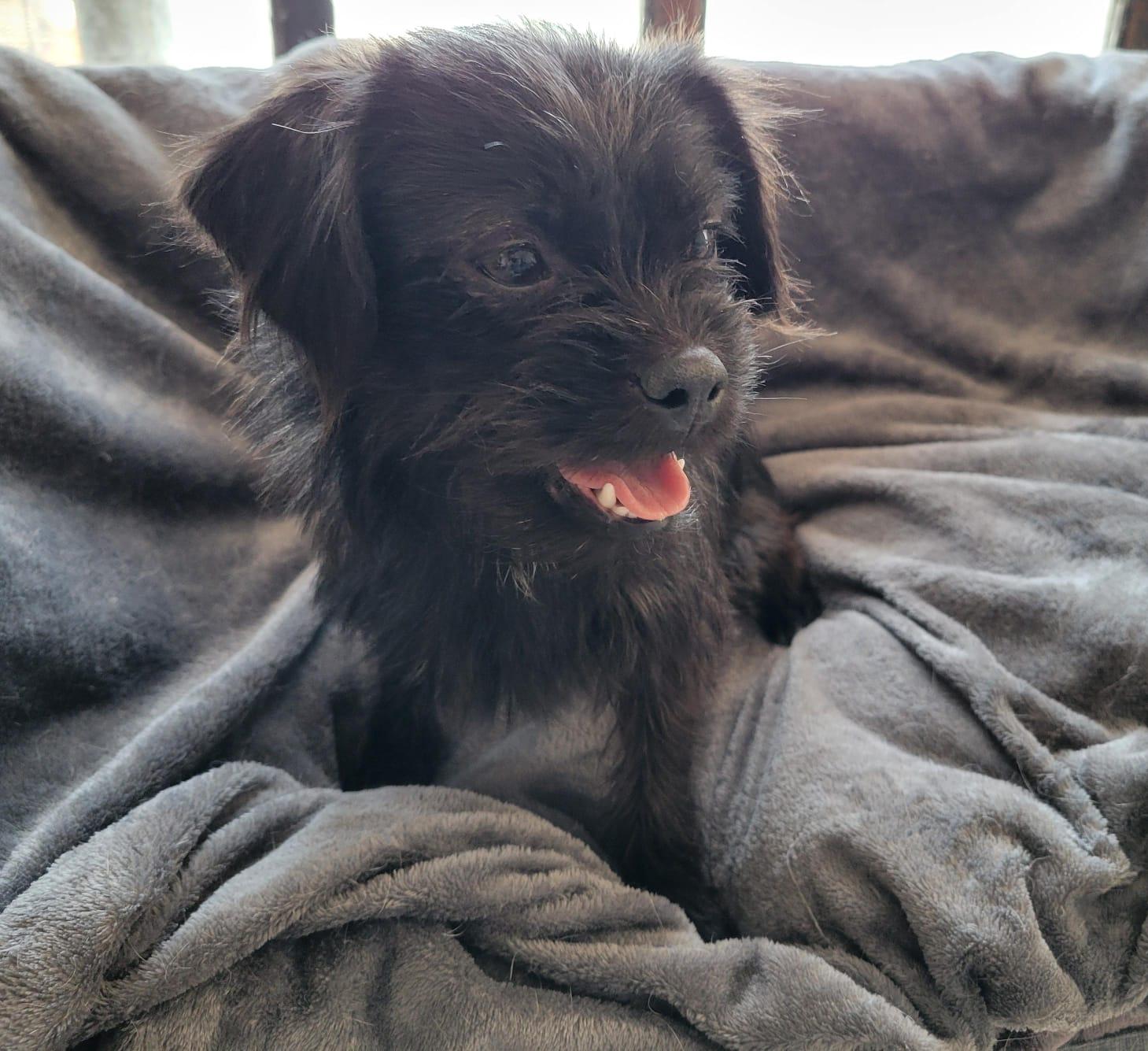 Enlarge Lala, an adopted mixed breed in Sherwood, OR image 4/6