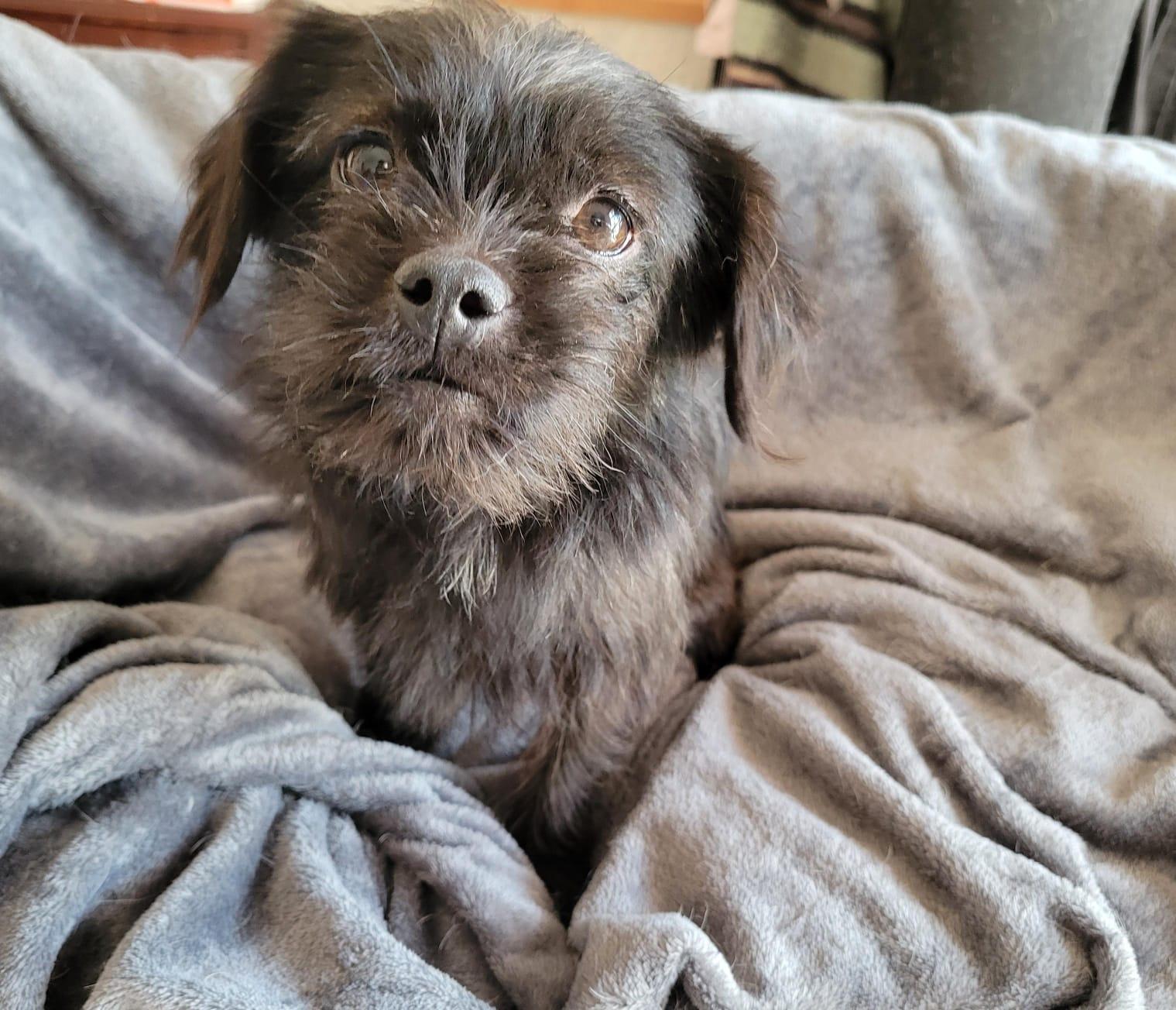 Enlarge Lala, an adopted mixed breed in Sherwood, OR image 2/6