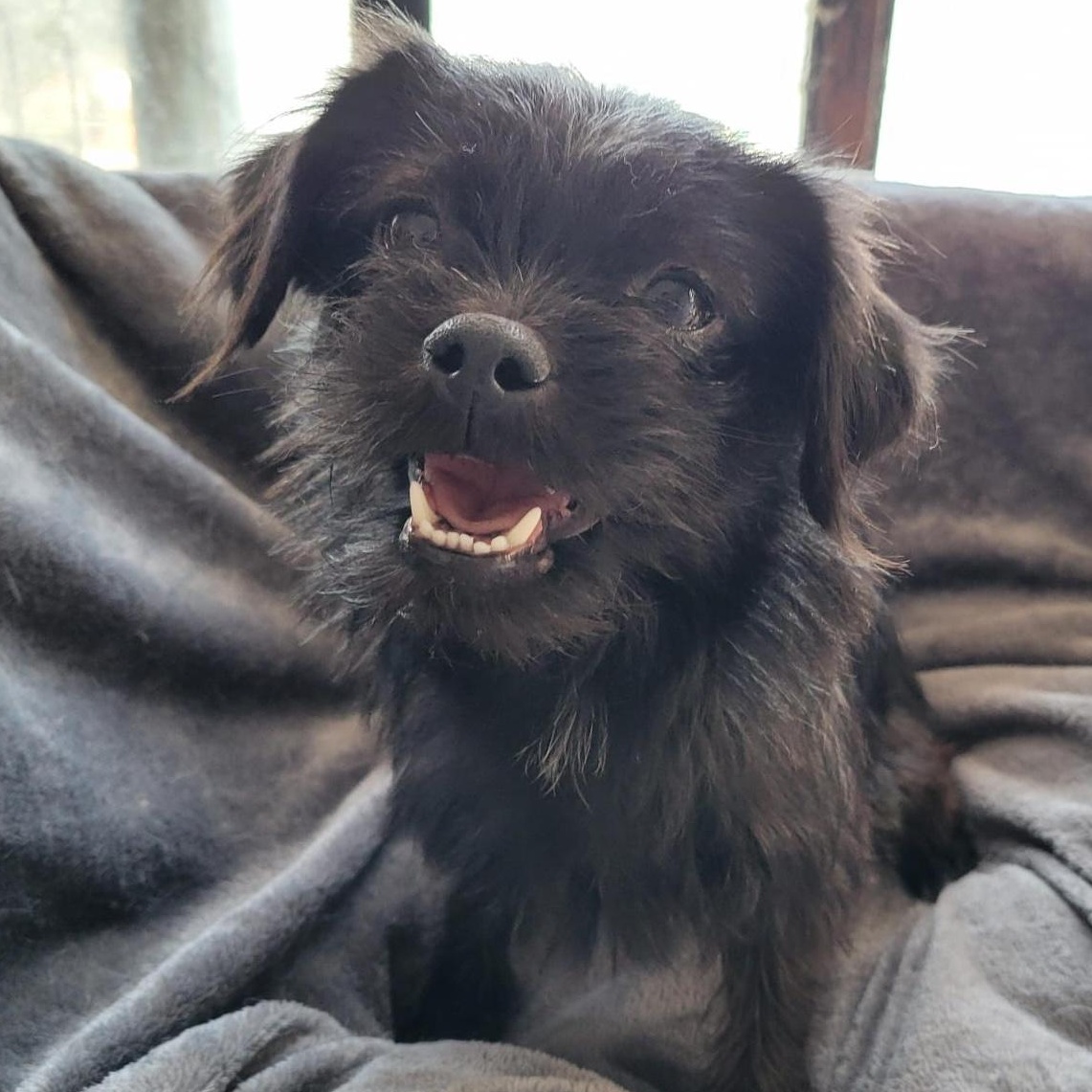 Lala, adopted, Young Female Terrier.