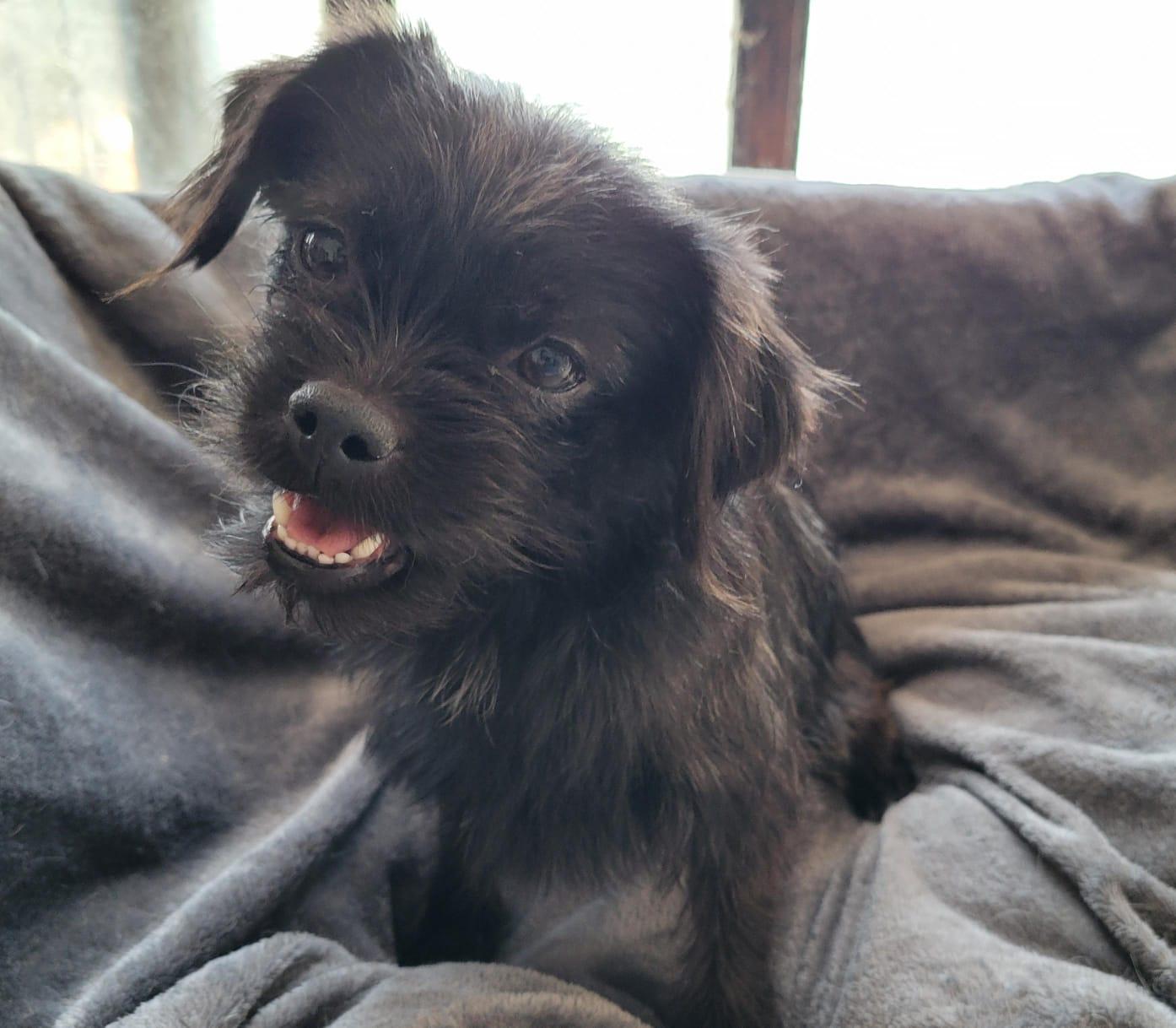 Enlarge Lala, an adopted mixed breed in Sherwood, OR image 5/6