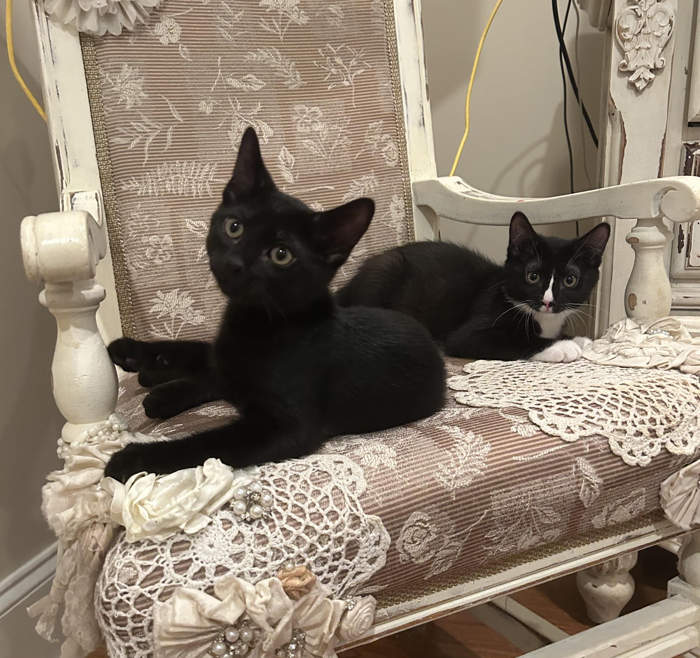 Enlarge Gigi (& Hugh), a Adoptable Tuxedo in Mobile, AL image 1/1