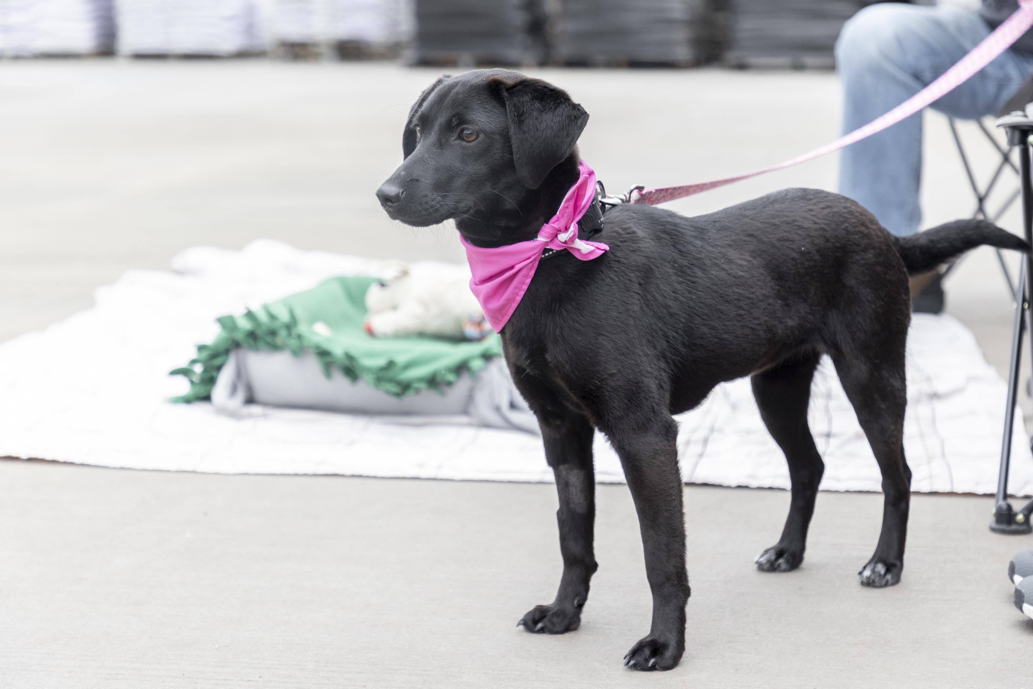 Enlarge Tasha, a ADOPTABLE mixed breed in Minneapolis, MN image 2/6