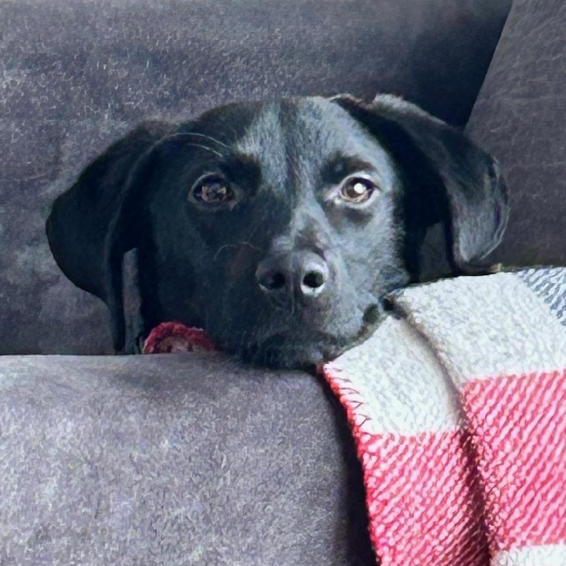 Enlarge Tasha, a ADOPTABLE mixed breed in Minneapolis, MN image 5/6