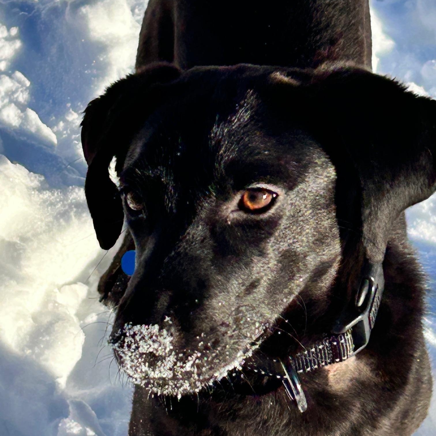 Enlarge Tasha, a ADOPTABLE mixed breed in Minneapolis, MN image 4/6