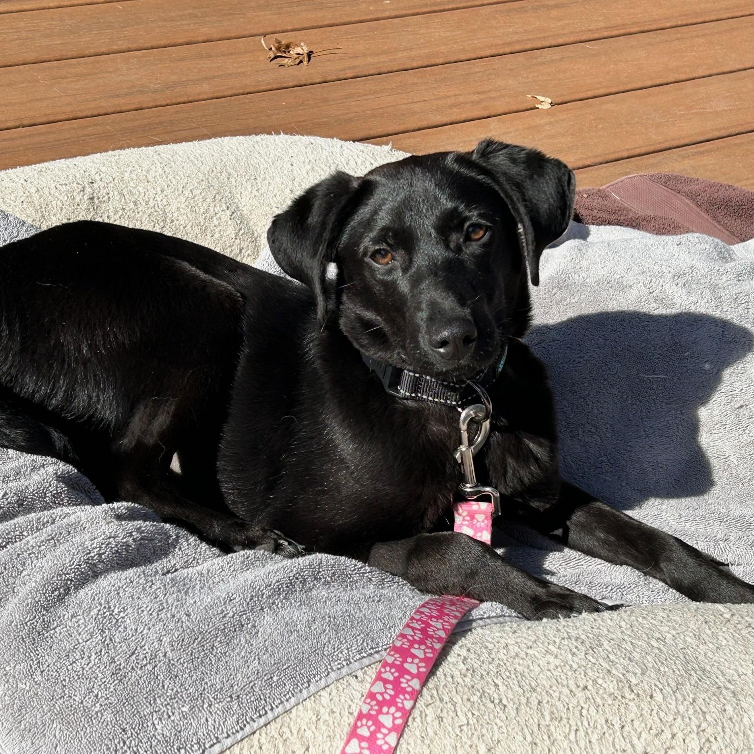 Enlarge Tasha, a ADOPTABLE mixed breed in Minneapolis, MN image 3/6