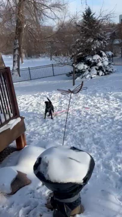 Enlarge Tasha, a ADOPTABLE mixed breed in Minneapolis, MN video 6/6