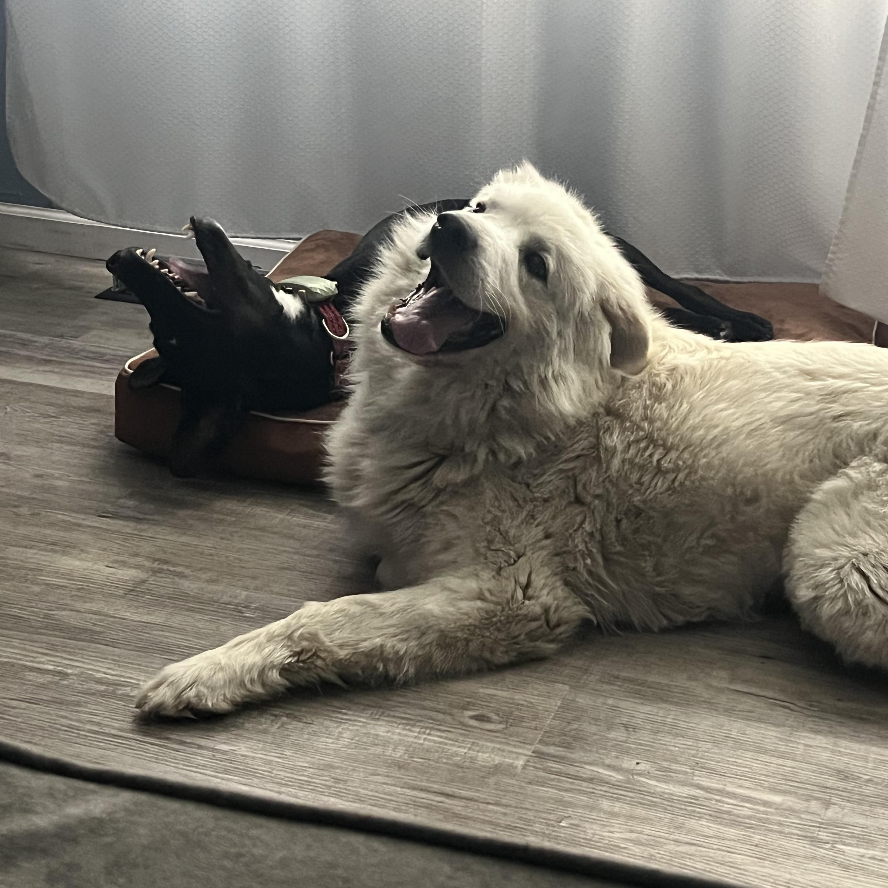Missy - New to Rescue - Beautiful Girl