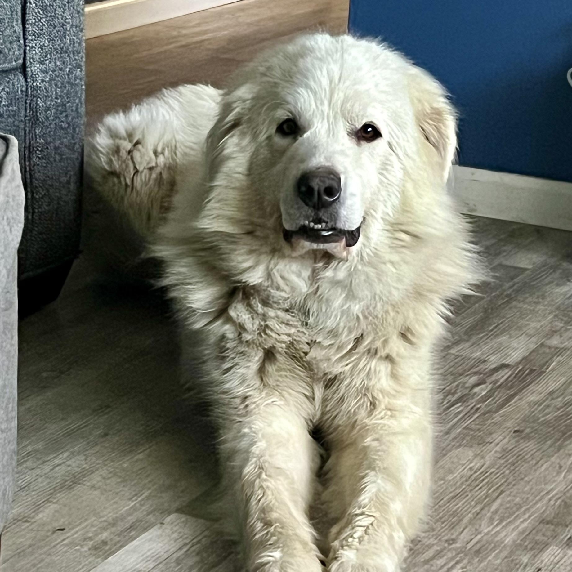 Missy - New to Rescue - Beautiful Girl