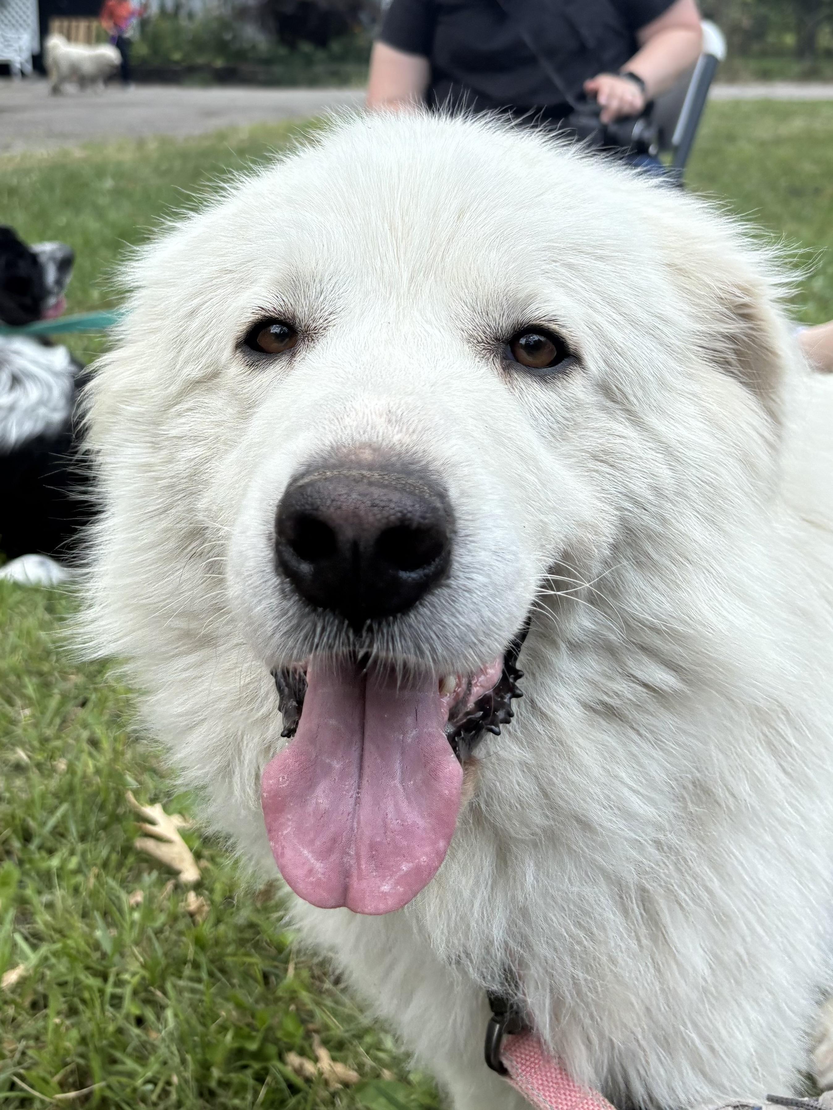 Missy - New to Rescue - Beautiful Girl