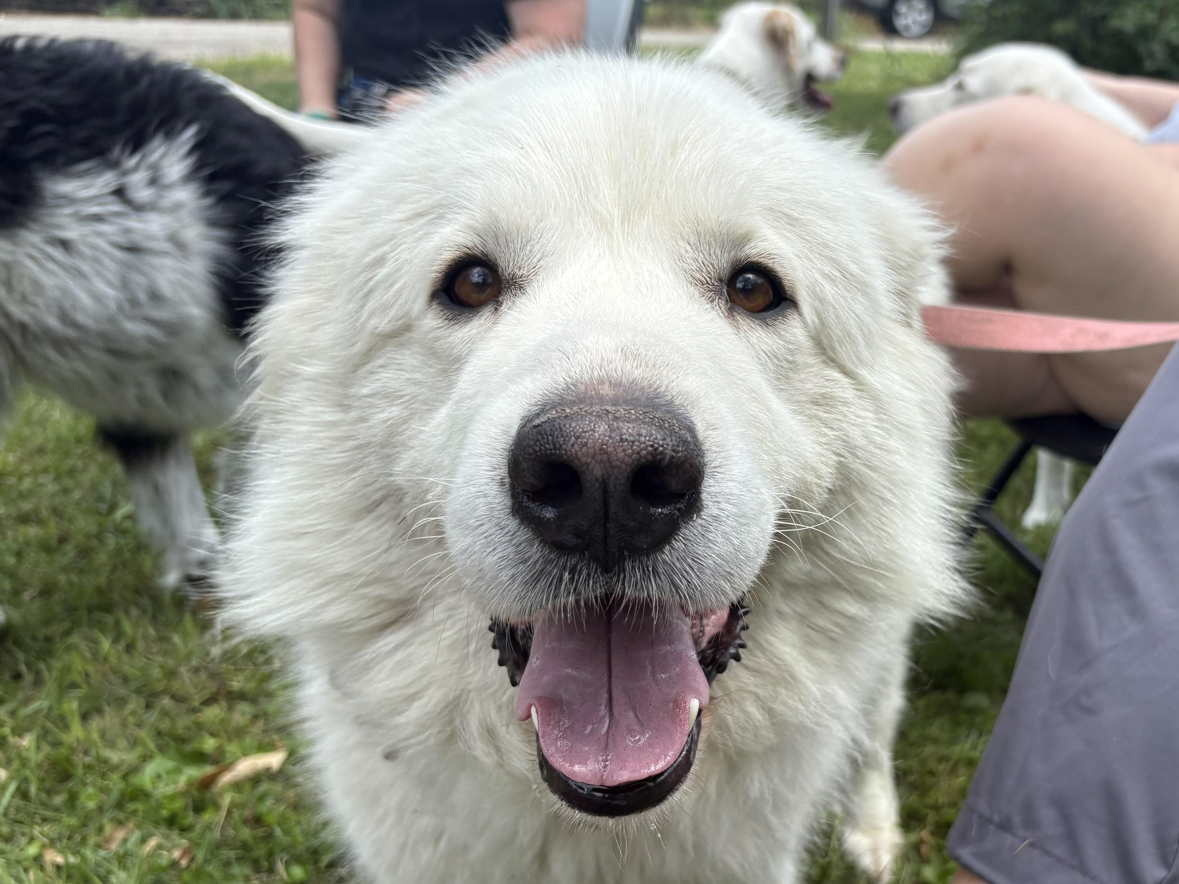 Missy - New to Rescue - Beautiful Girl