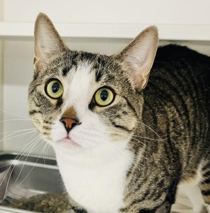 Max (Pounce Cat Cafe), Adoptable, Adult Male Domestic Short Hair & Domestic Short Hair.