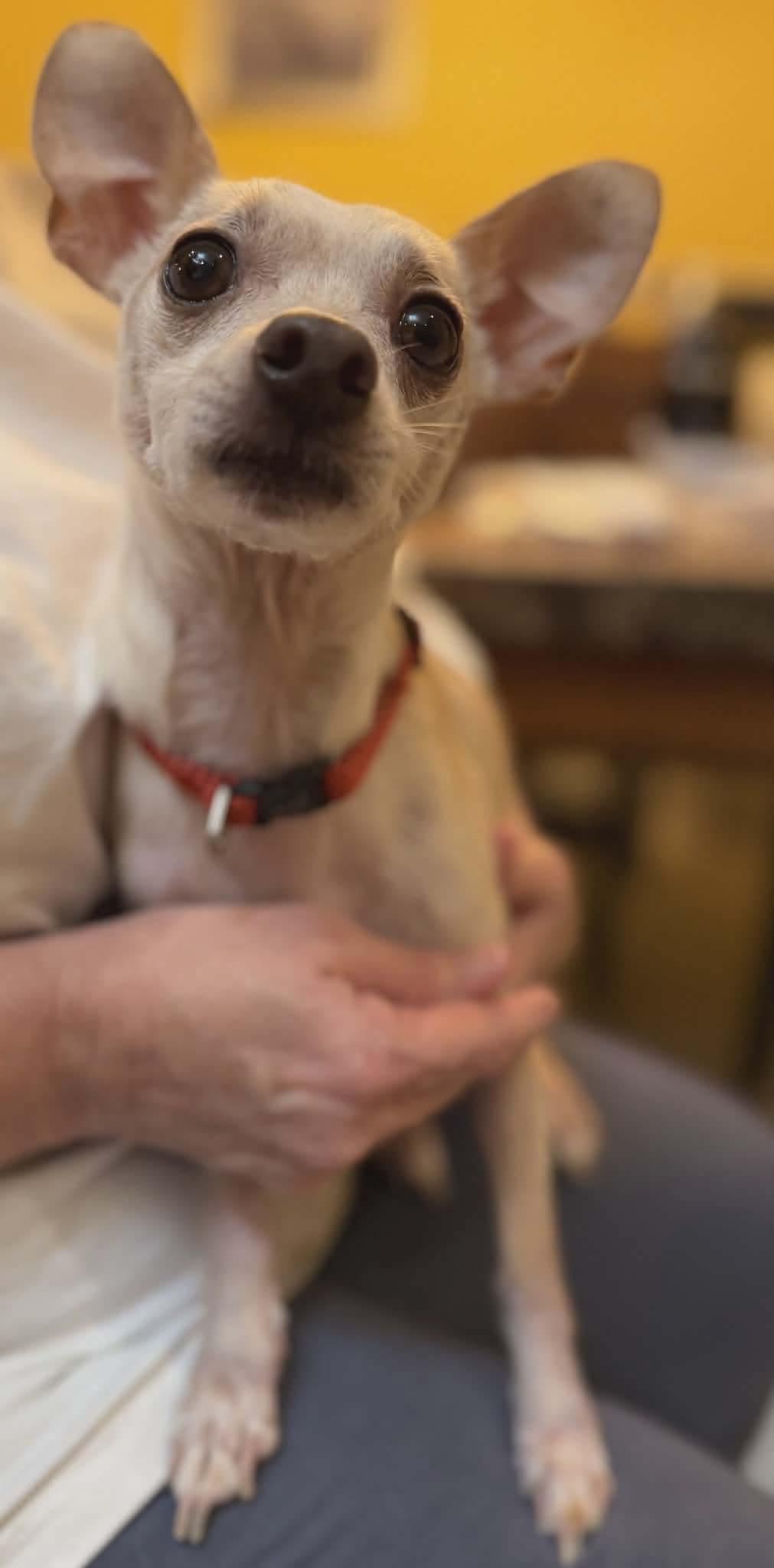 PANCHO, Adoptable, Young Male Chihuahua.