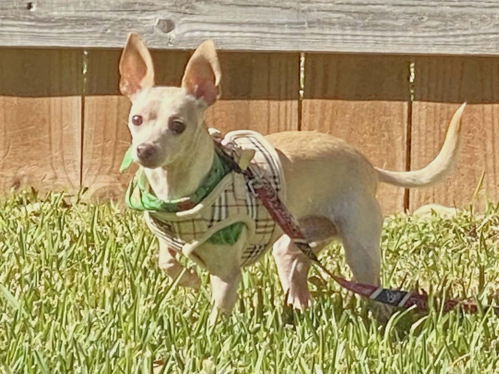 Enlarge PANCHO, a Adoptable Chihuahua in Katy, TX image 2/2